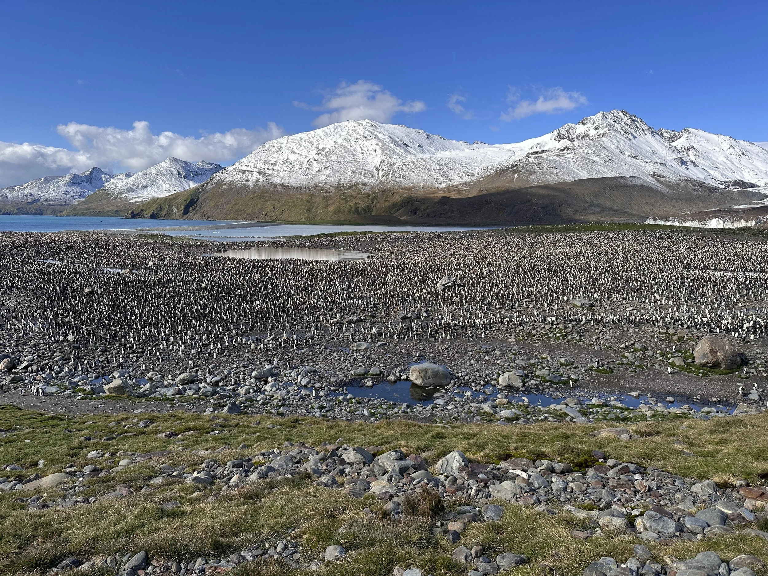 Falklands, South Georgia, and the Antarctic Circle with Pati Stucki