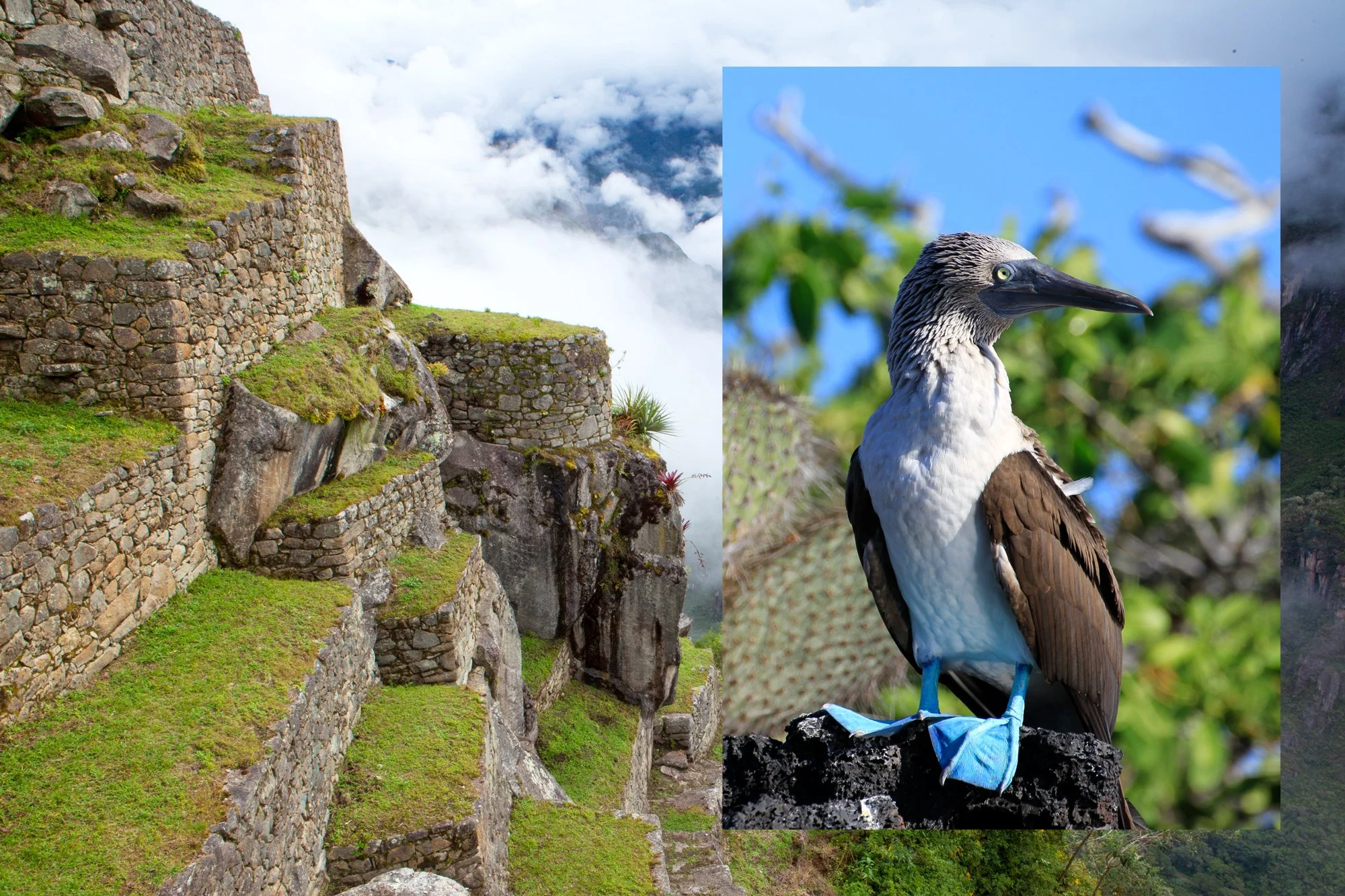 Peru and the Galapagos
