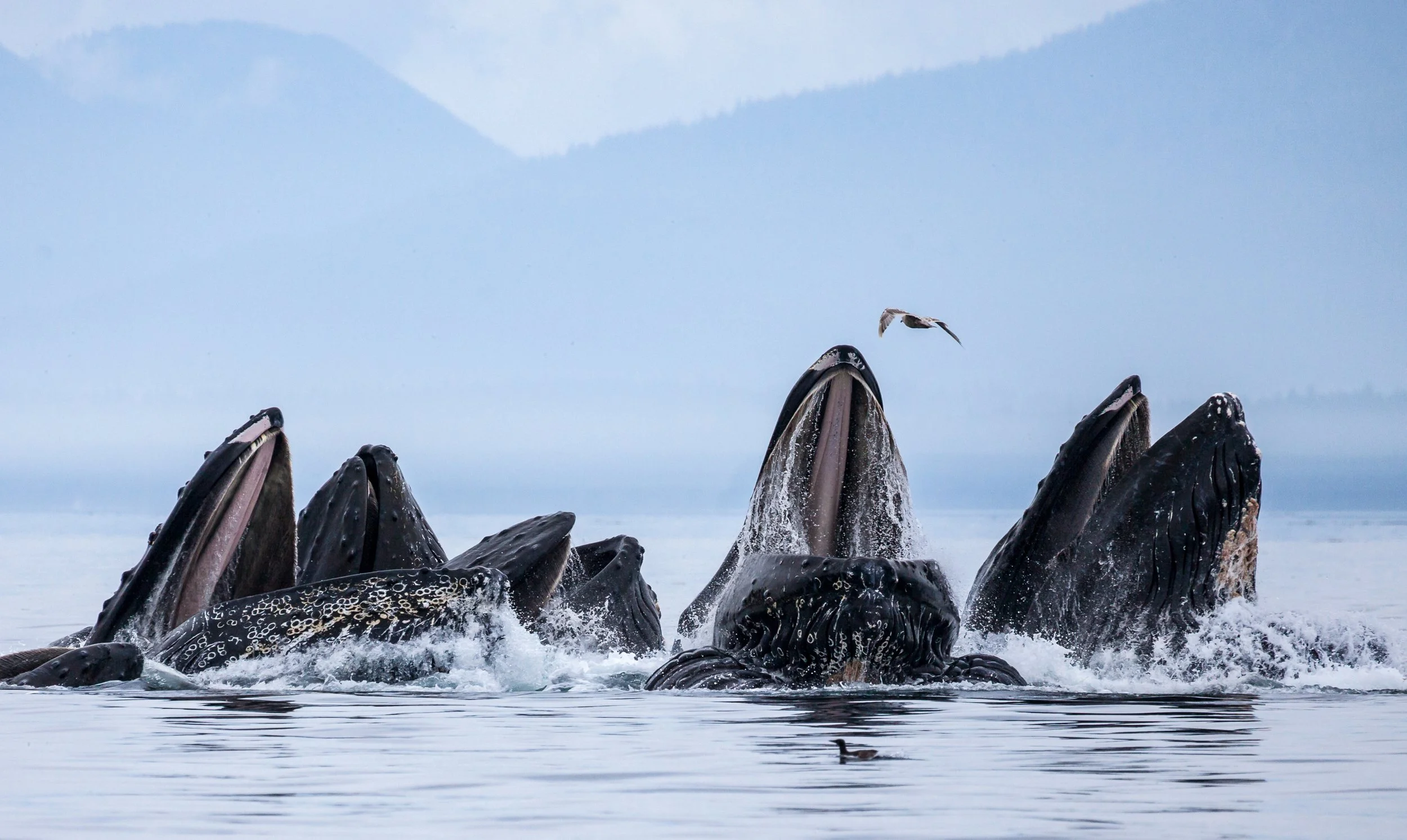 The Biggest Bubble Blowers in the Sea