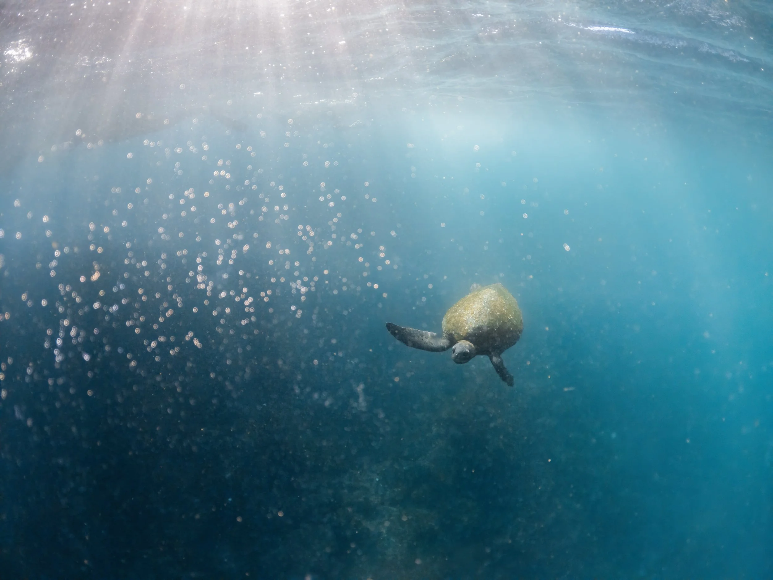 Green Sea Turtle