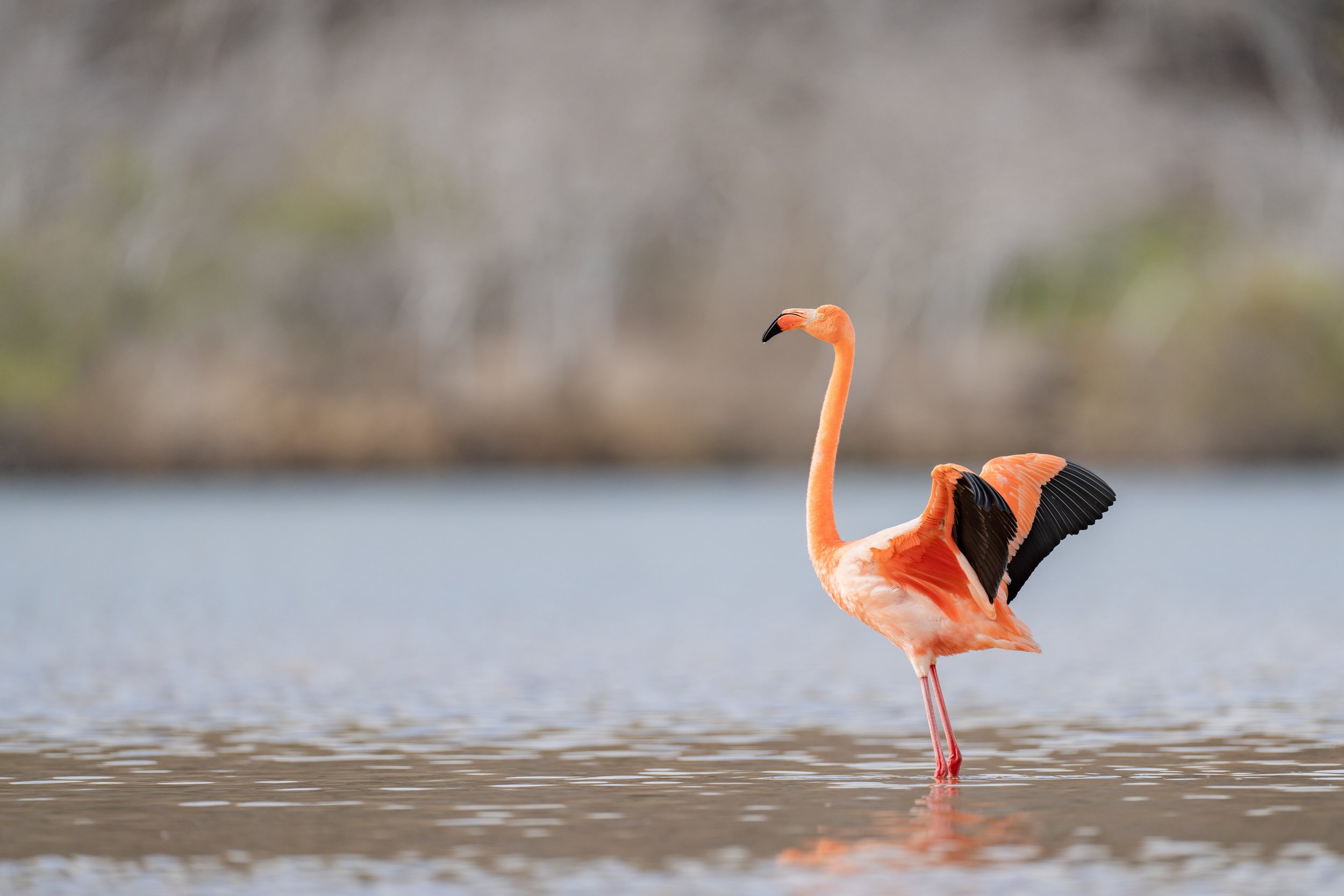 Flamingo