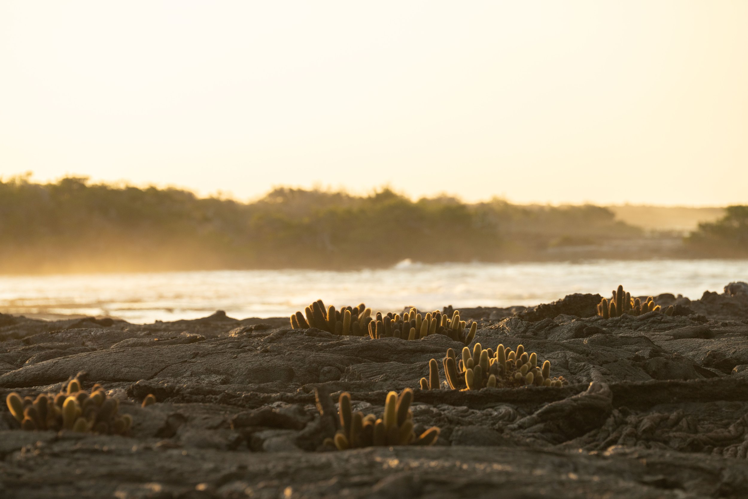 Fernandina Island