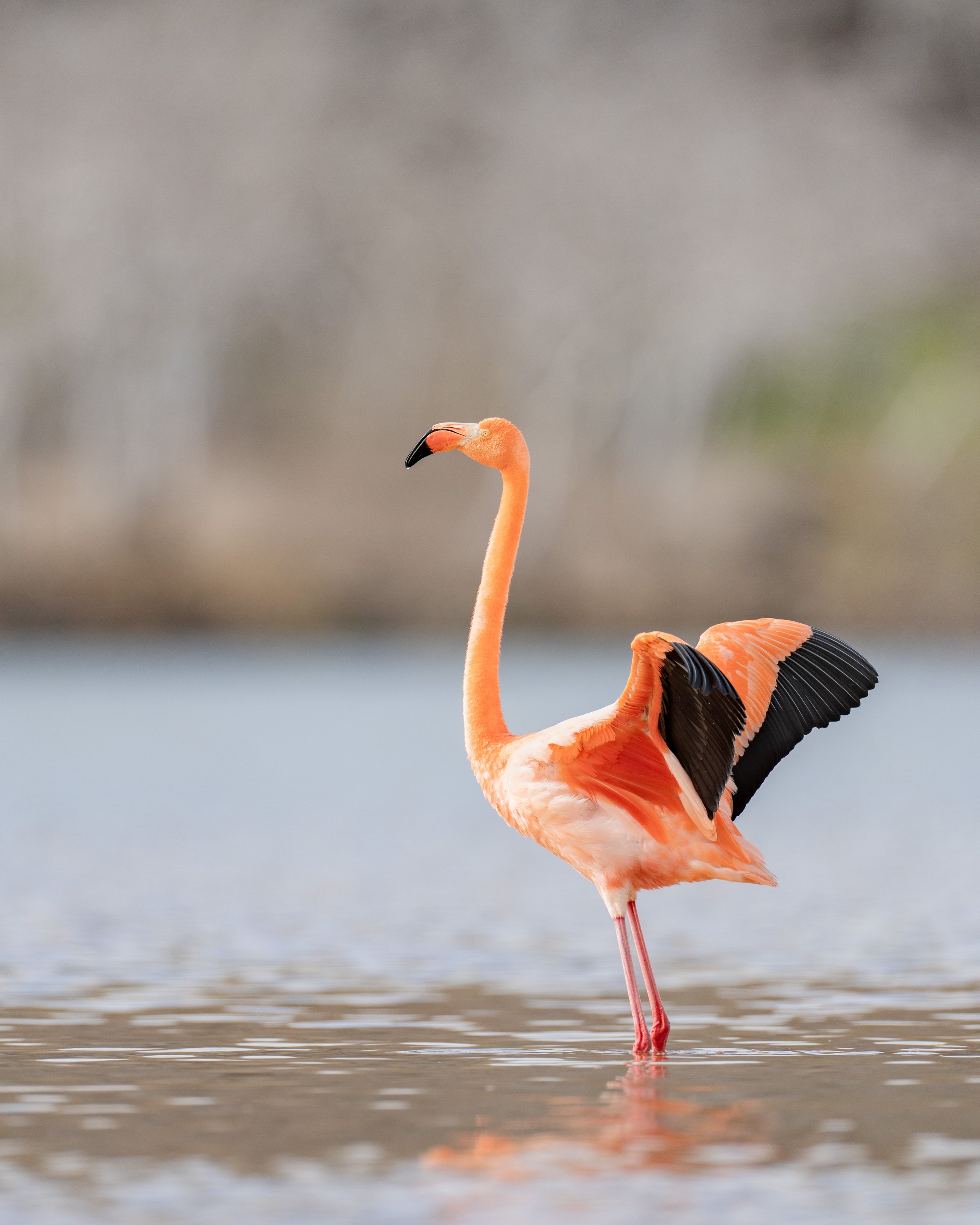 Galapagos_Floreana_Punta Cormorant_Wildlife_Flamingos_026_MartinSikma-2025.jpg