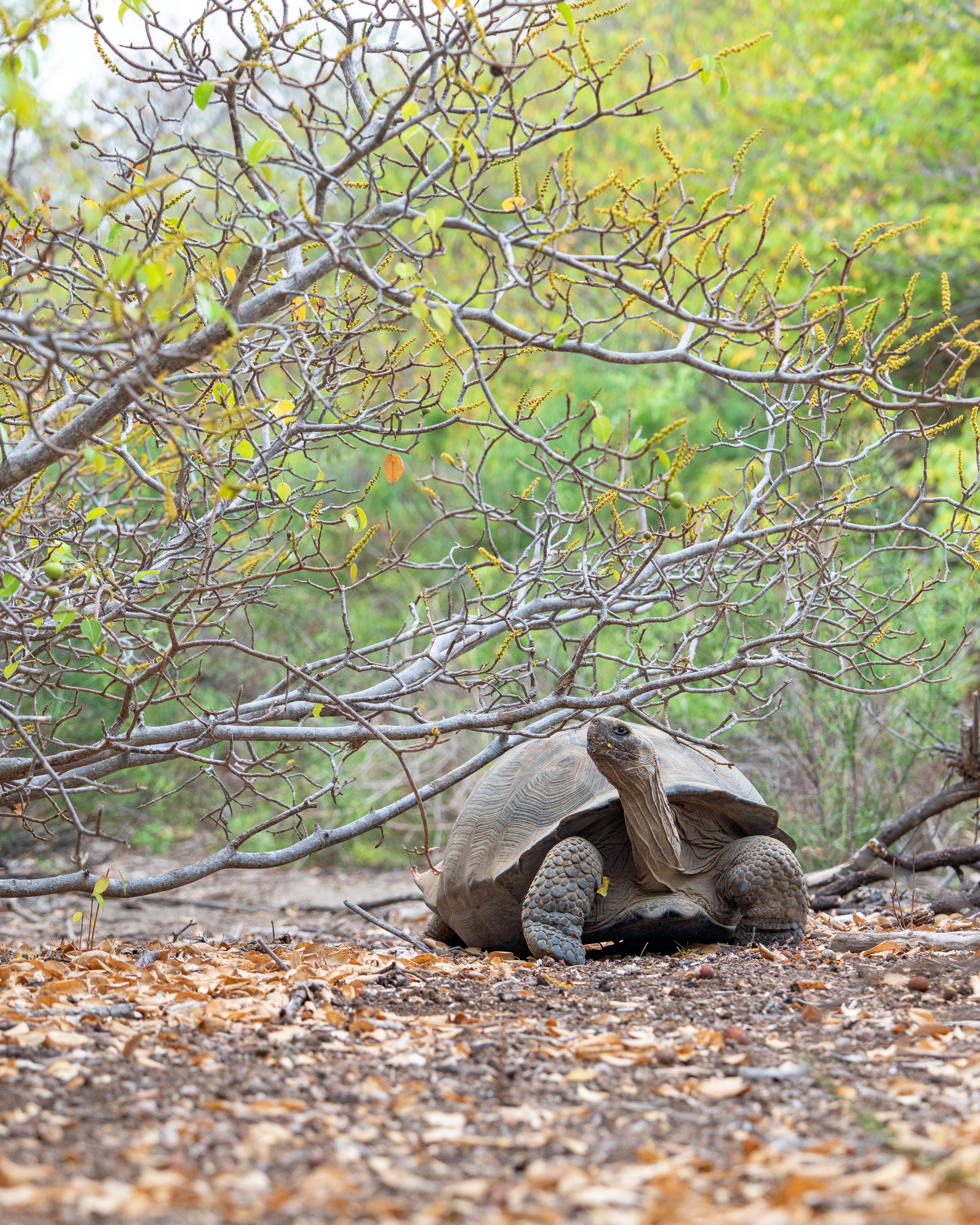Galapagos_Isabela_Urbina Bay_Wildlife_Tortoise_084-MartinSikma-2025.jpg