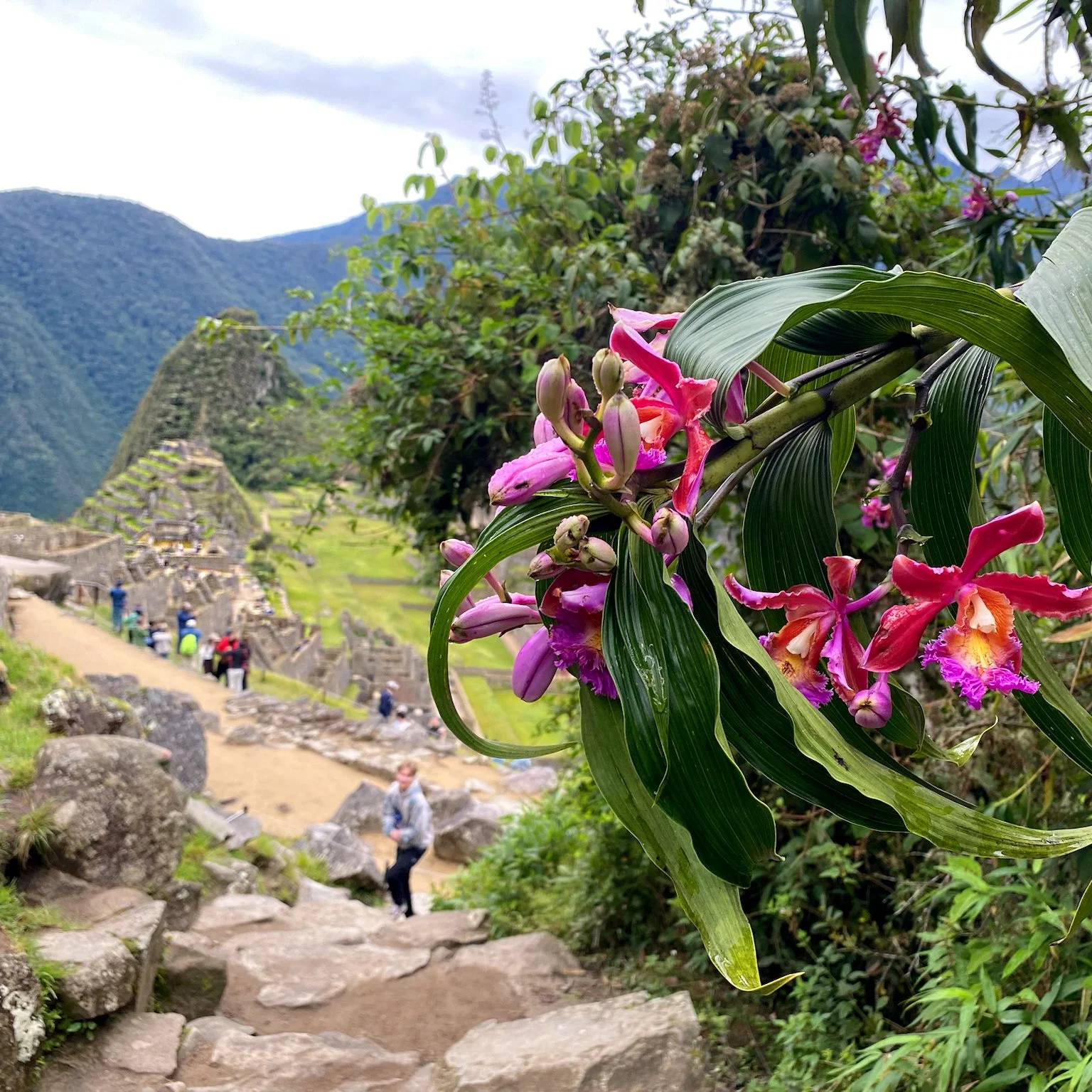 Wild orchids at Machu Picchu