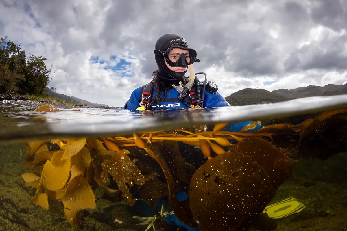 1,200 Kilometers Underwater: The Expedition to Save Patagonia's Kelp Forests