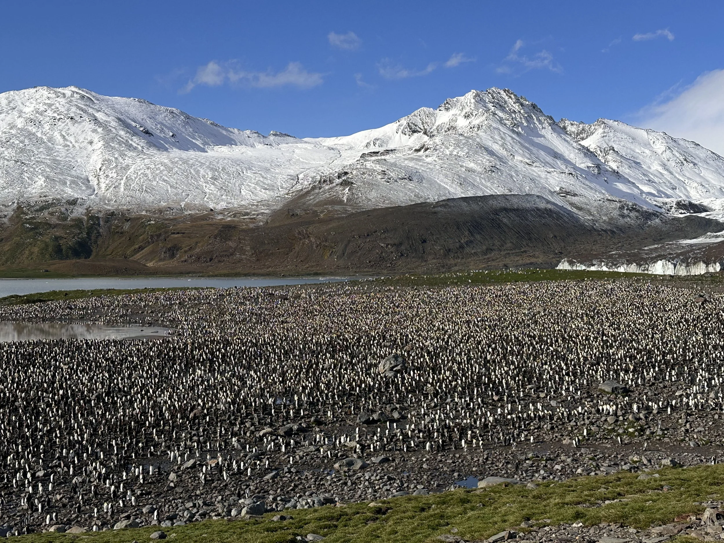 King penguin colony at St. Andrews Bay, South Georgia