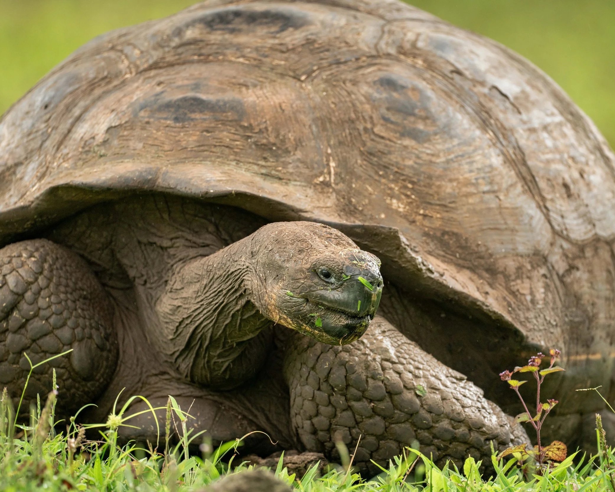40 Years, 35,000 Tortoises, and a Blueprint for Conservation