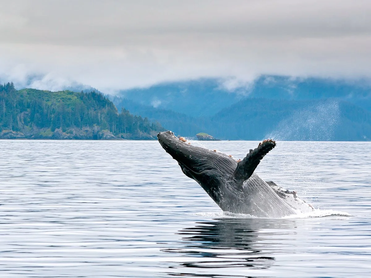 CONSERVATION HIGHLIGHT: Inspired in Alaska