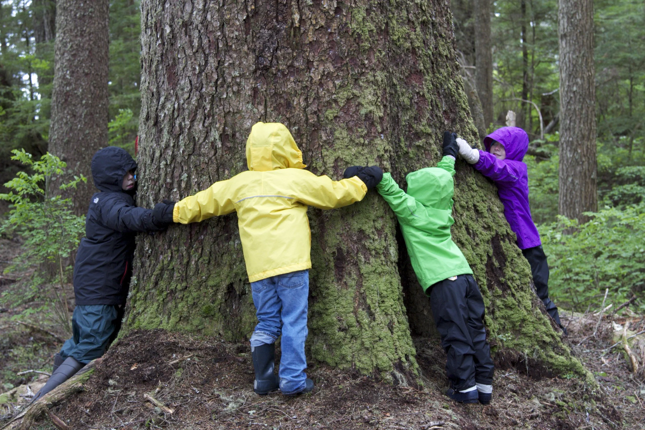 Embracing a ginat of the Tongass forest