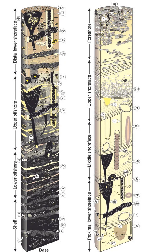 MacEachern et. al. 2010. Ichnology and facies models, in James, NP & Dalrymple, RW, eds., Facies Models 4: Geological Association of Canada, St. John's, Newfoundland, pp, 19-58