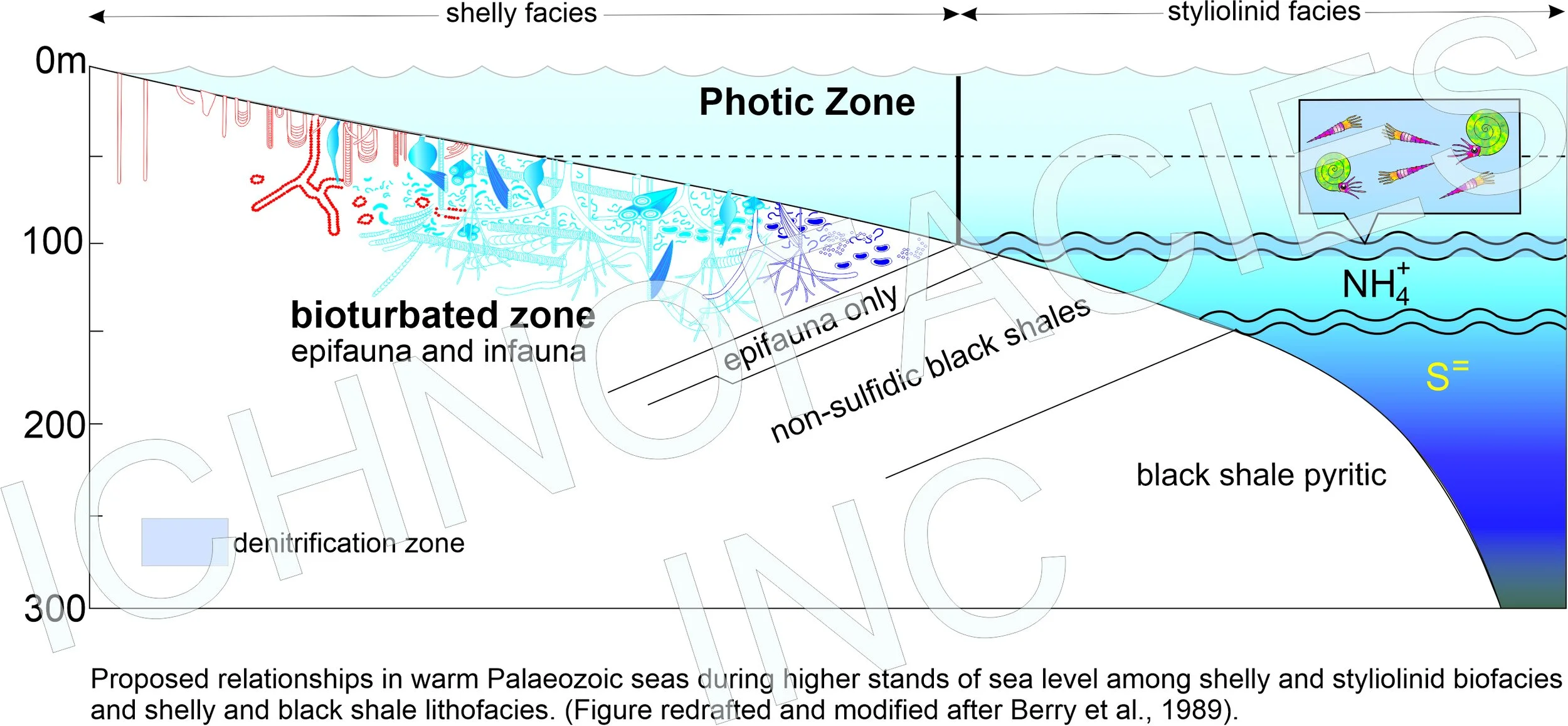 Custom Ichnology Illustration — Ichnofacies Analysis Inc.