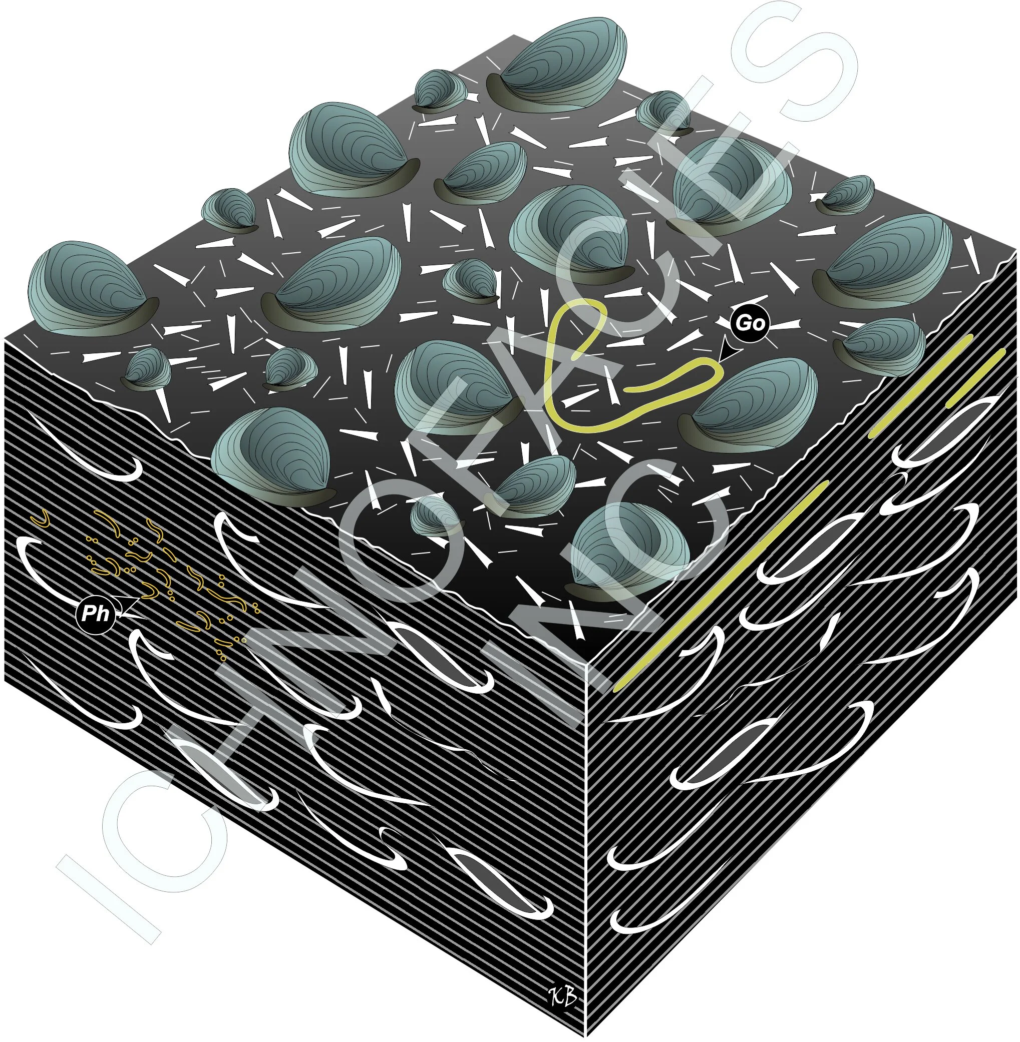 Custom Ichnology Illustration — Ichnofacies Analysis Inc.