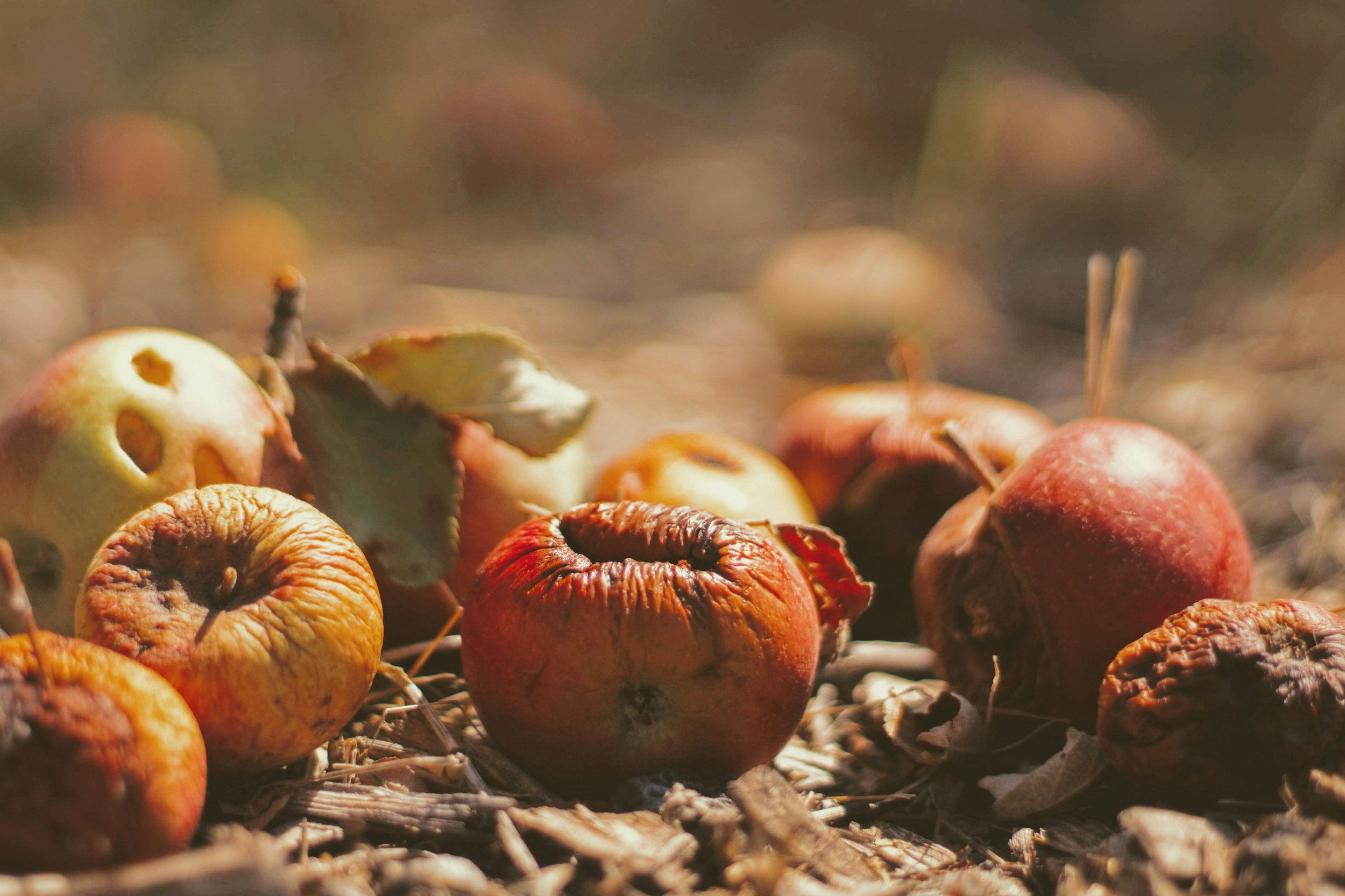 Let's Talk About Composting