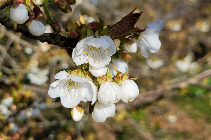 cherry_blossom_3x2_944.jpg
