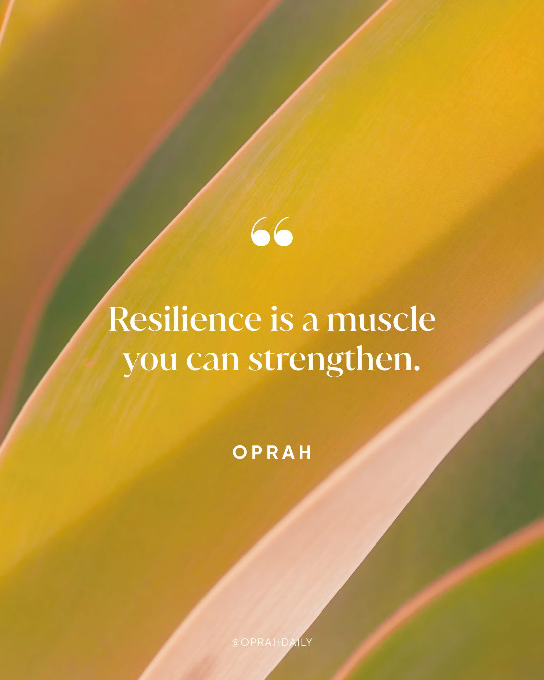 Oprah Resilience Quote.png