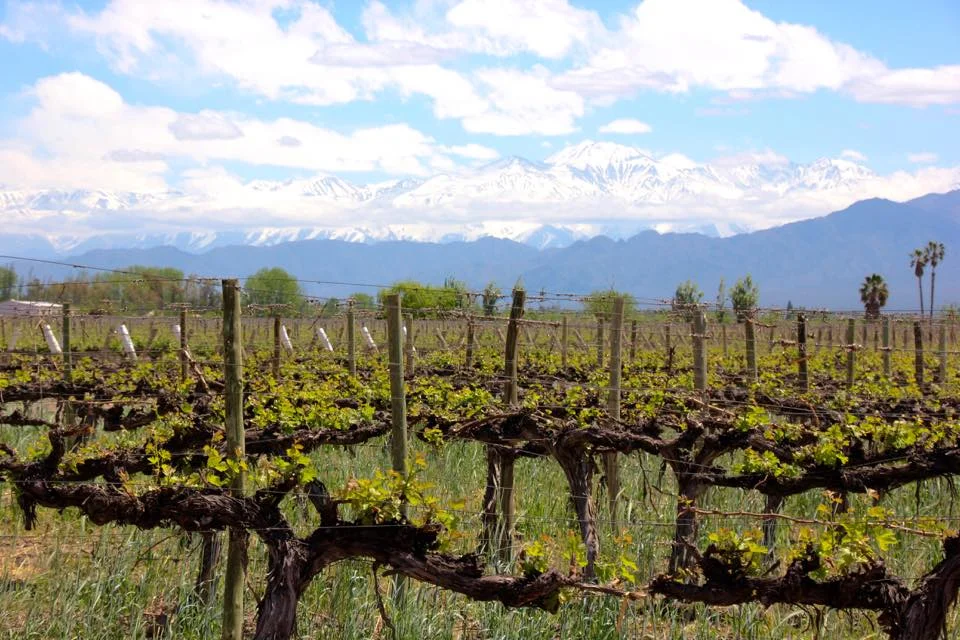 Mendoza, Maipu, & Malbec