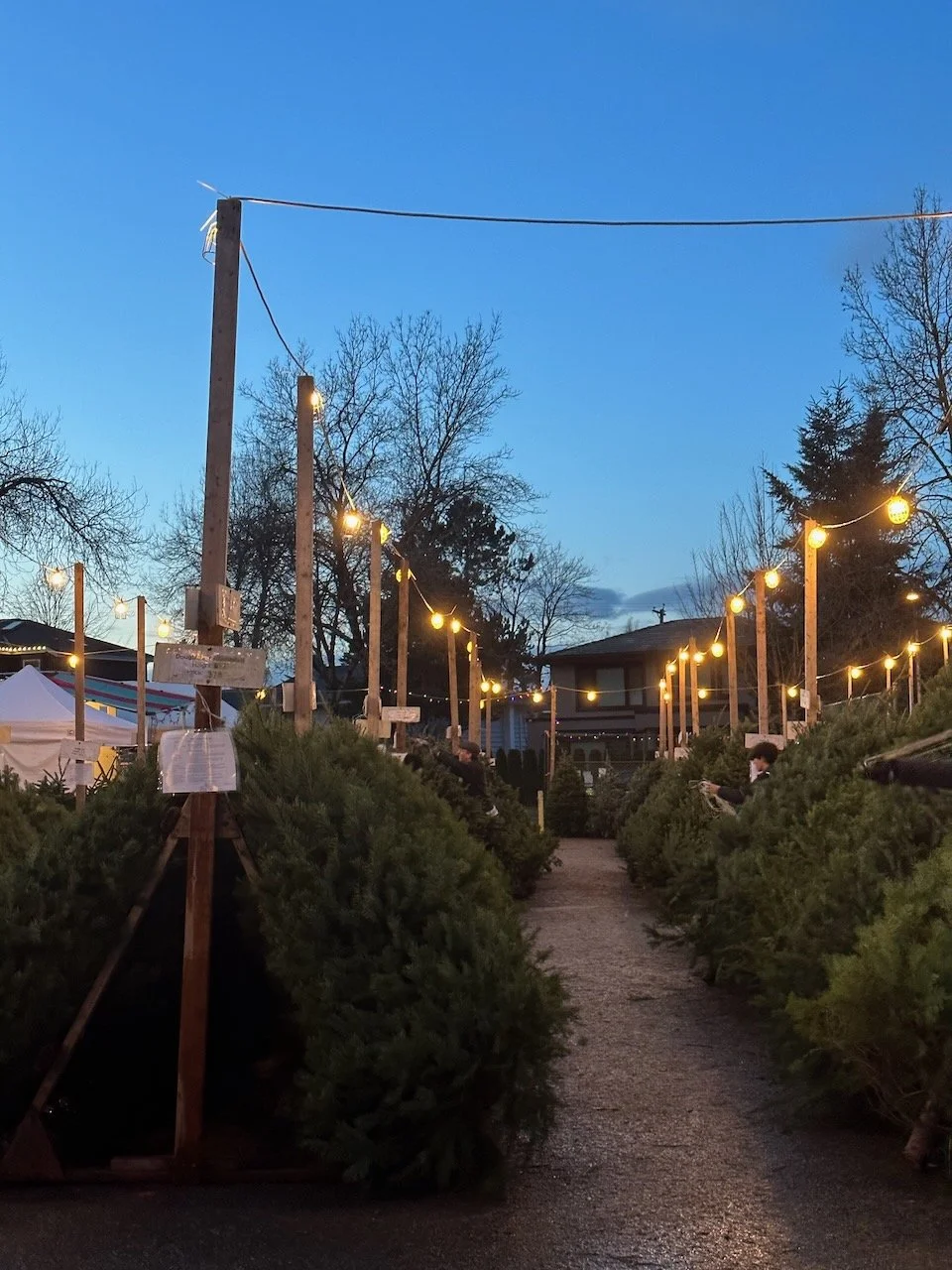 TREK 2024 Tree Lot Fundraiser