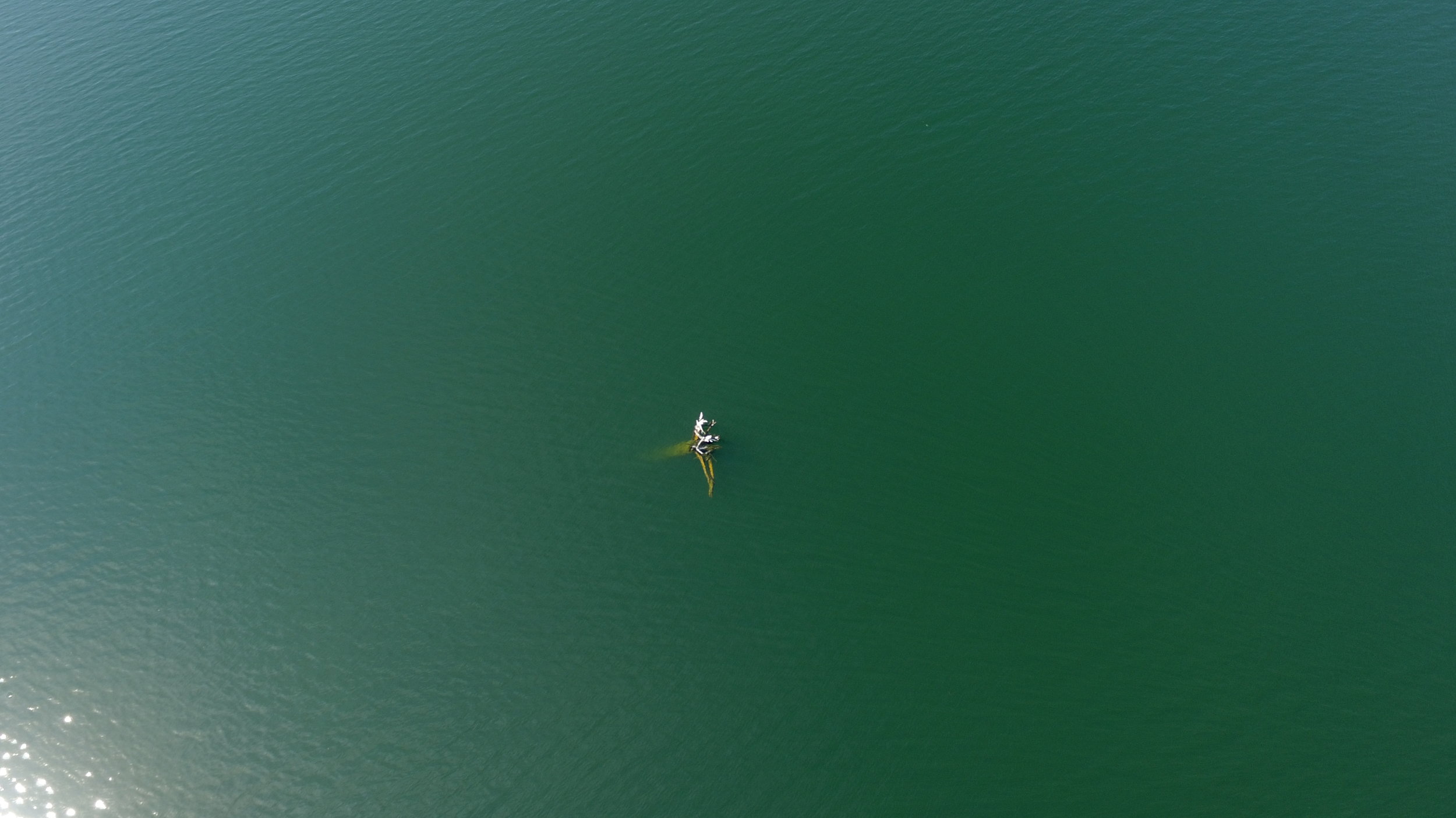 Floating Log in Owhi Lake