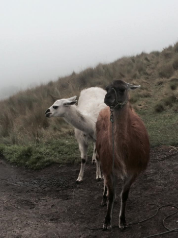 Llamas in Quito, Ecuador