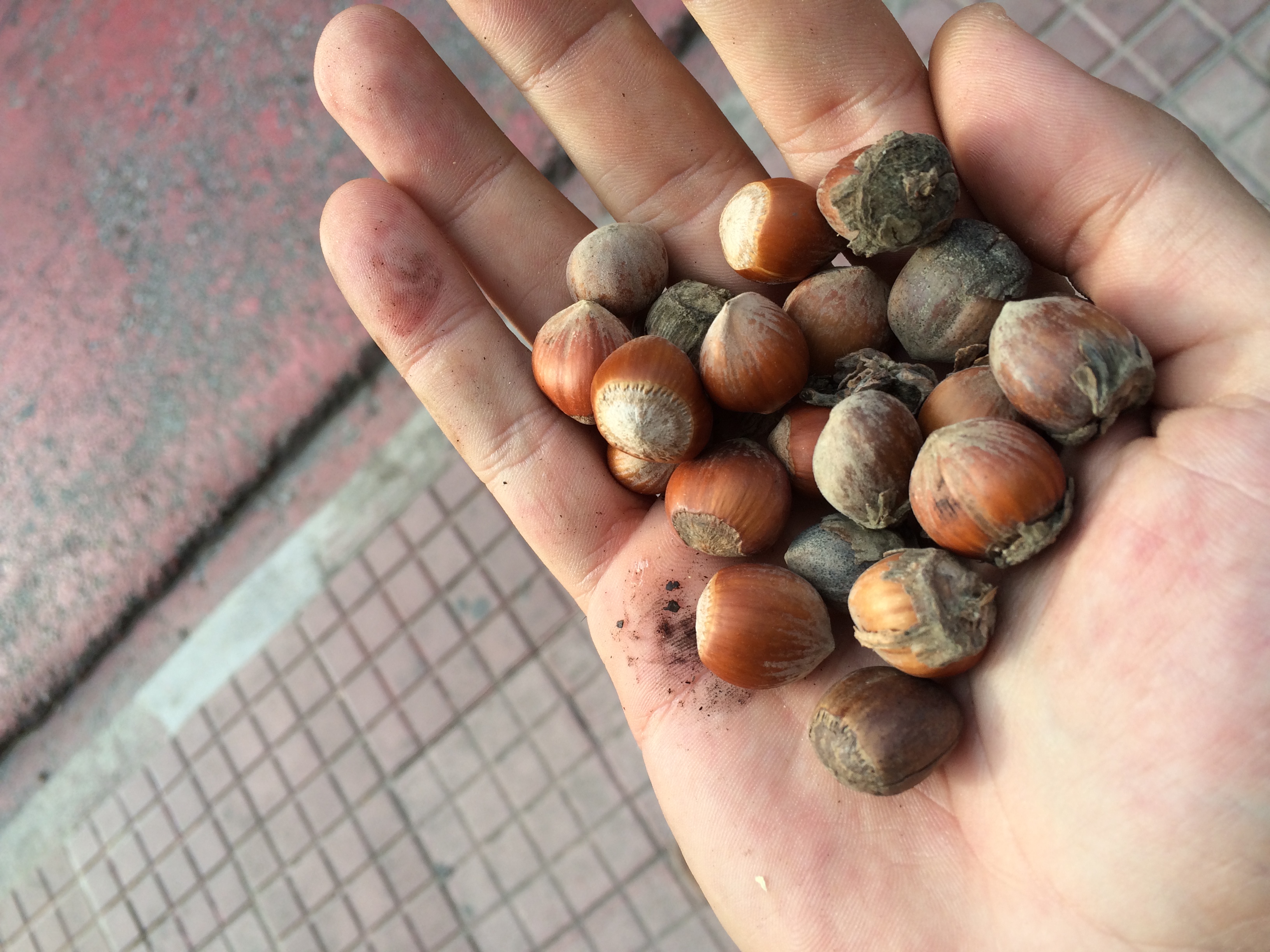 Ammunition for the hazelnut-throwing battle