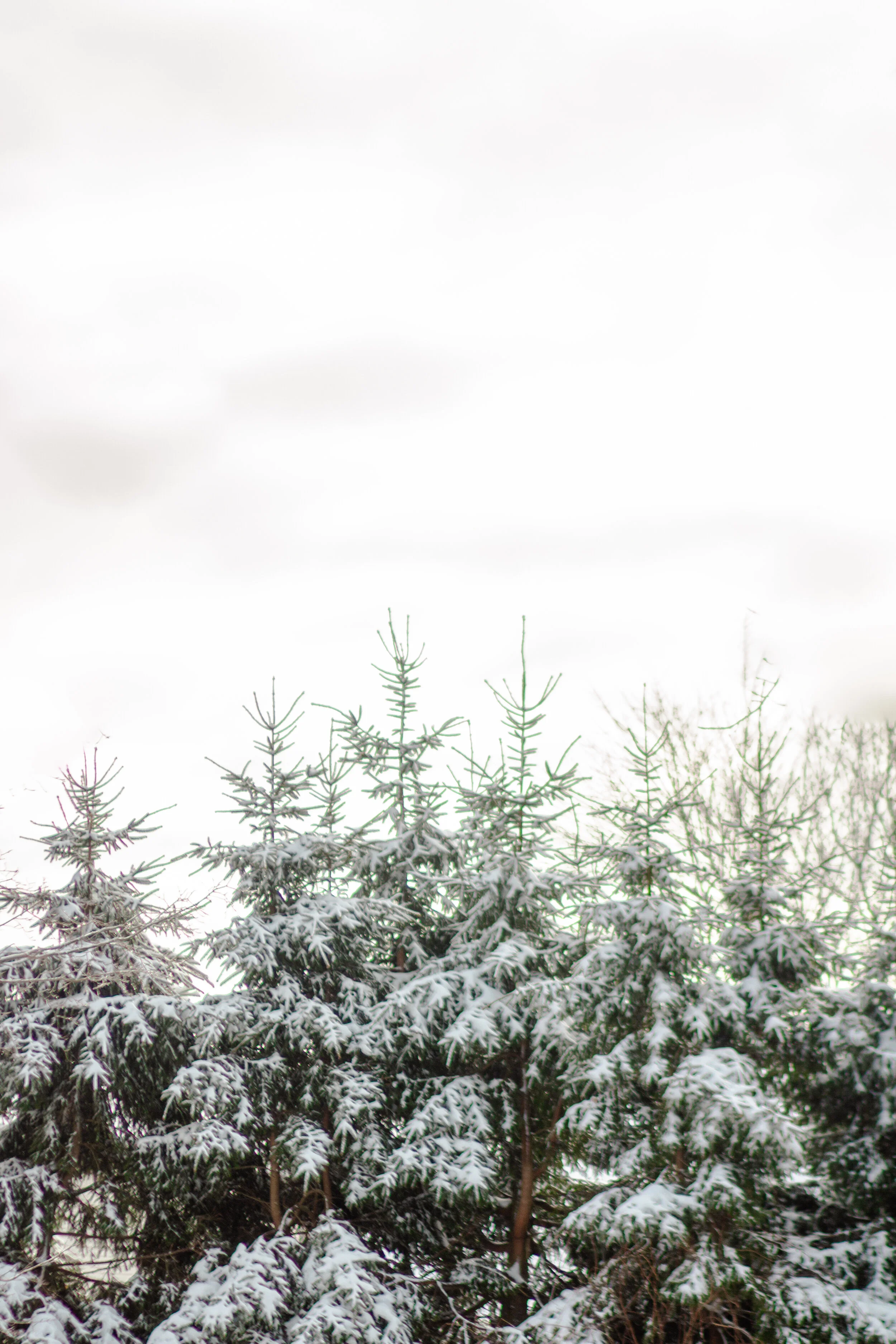 2019-12 December Stock PHotography-33.jpg