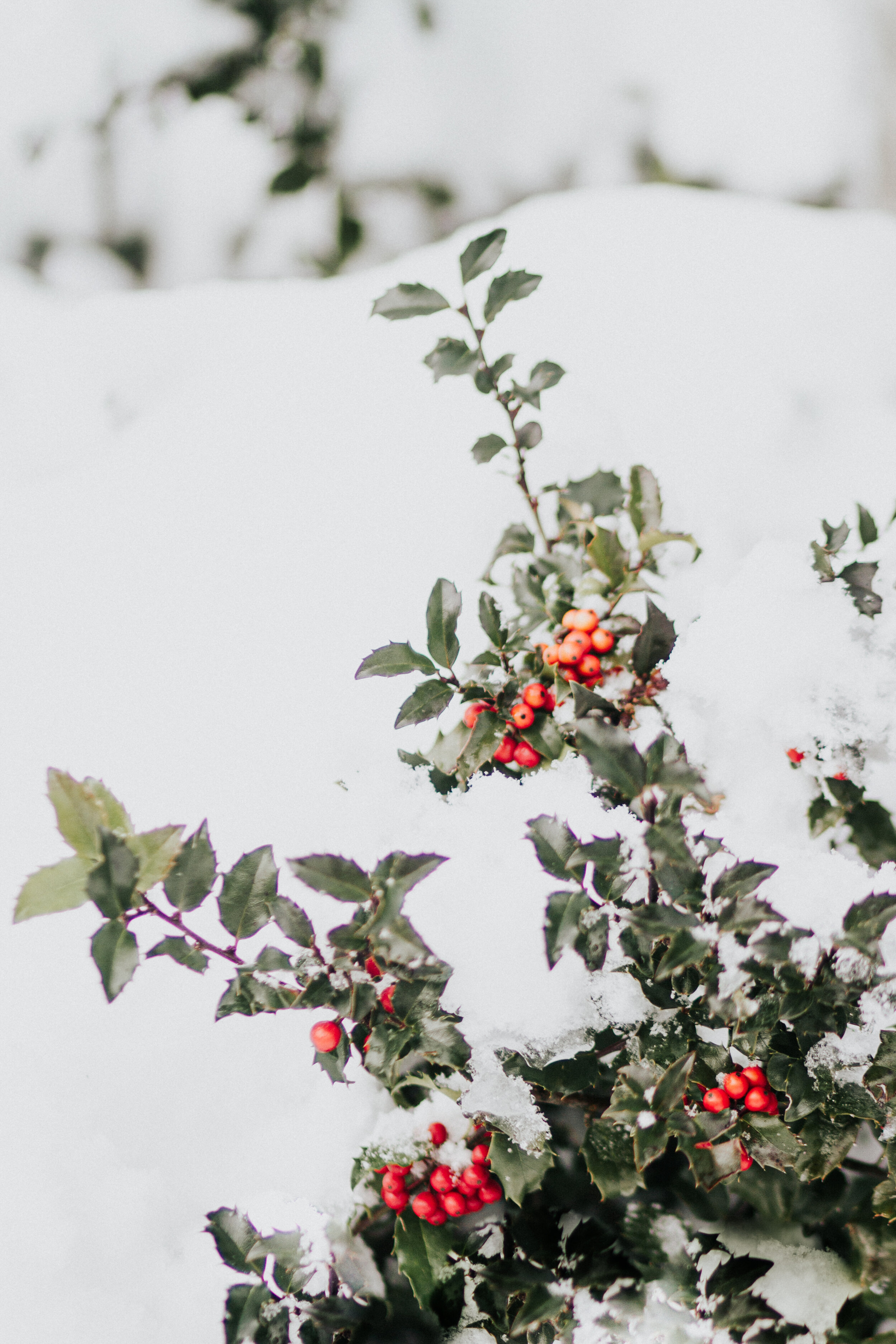 2019-12 December Stock PHotography-56.jpg