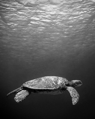 Cruising Honu