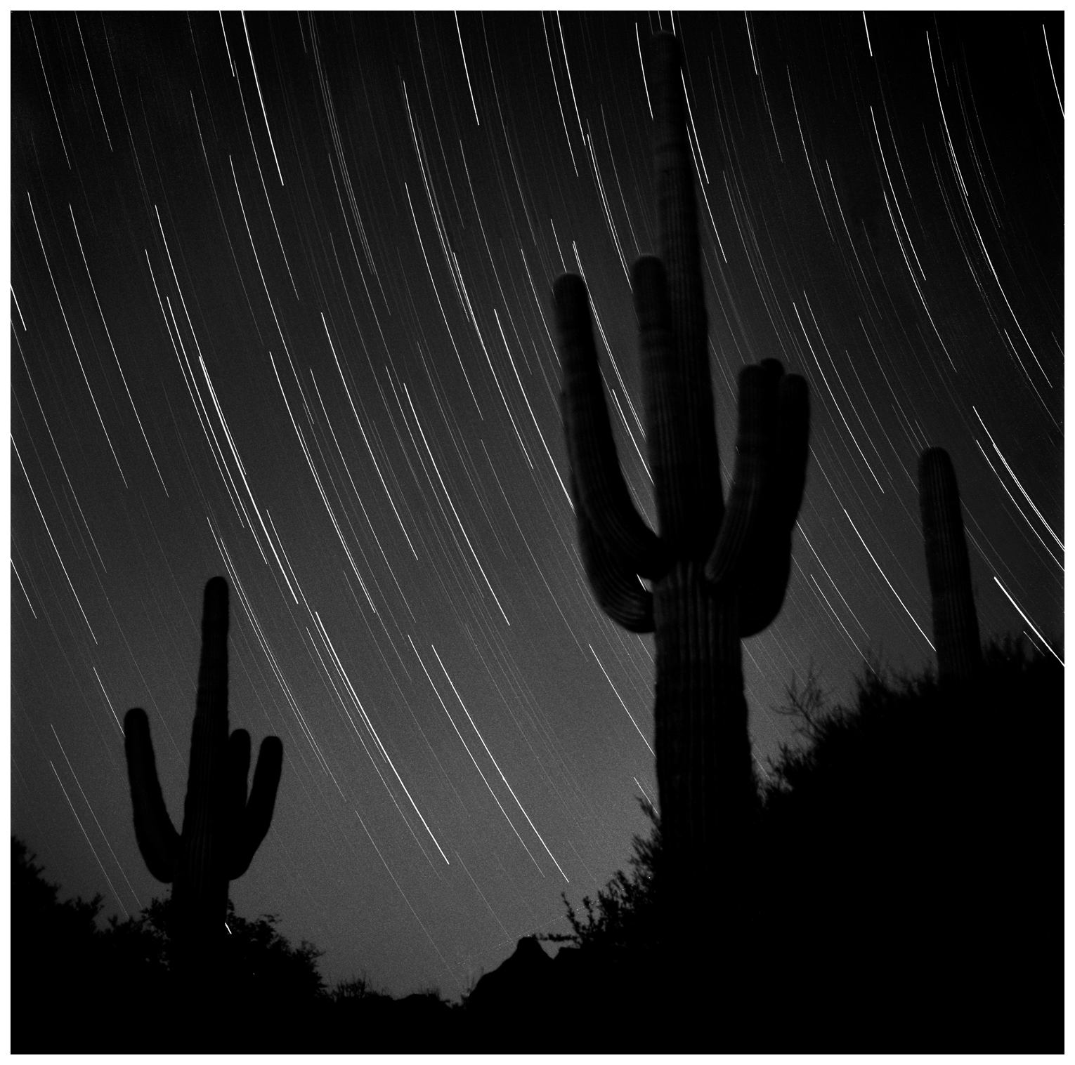 Star Tracks Over Saguaros