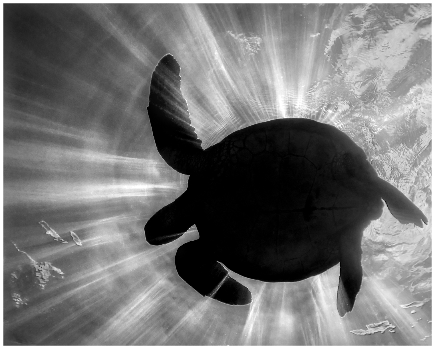 Turtle Eclipse.jpg