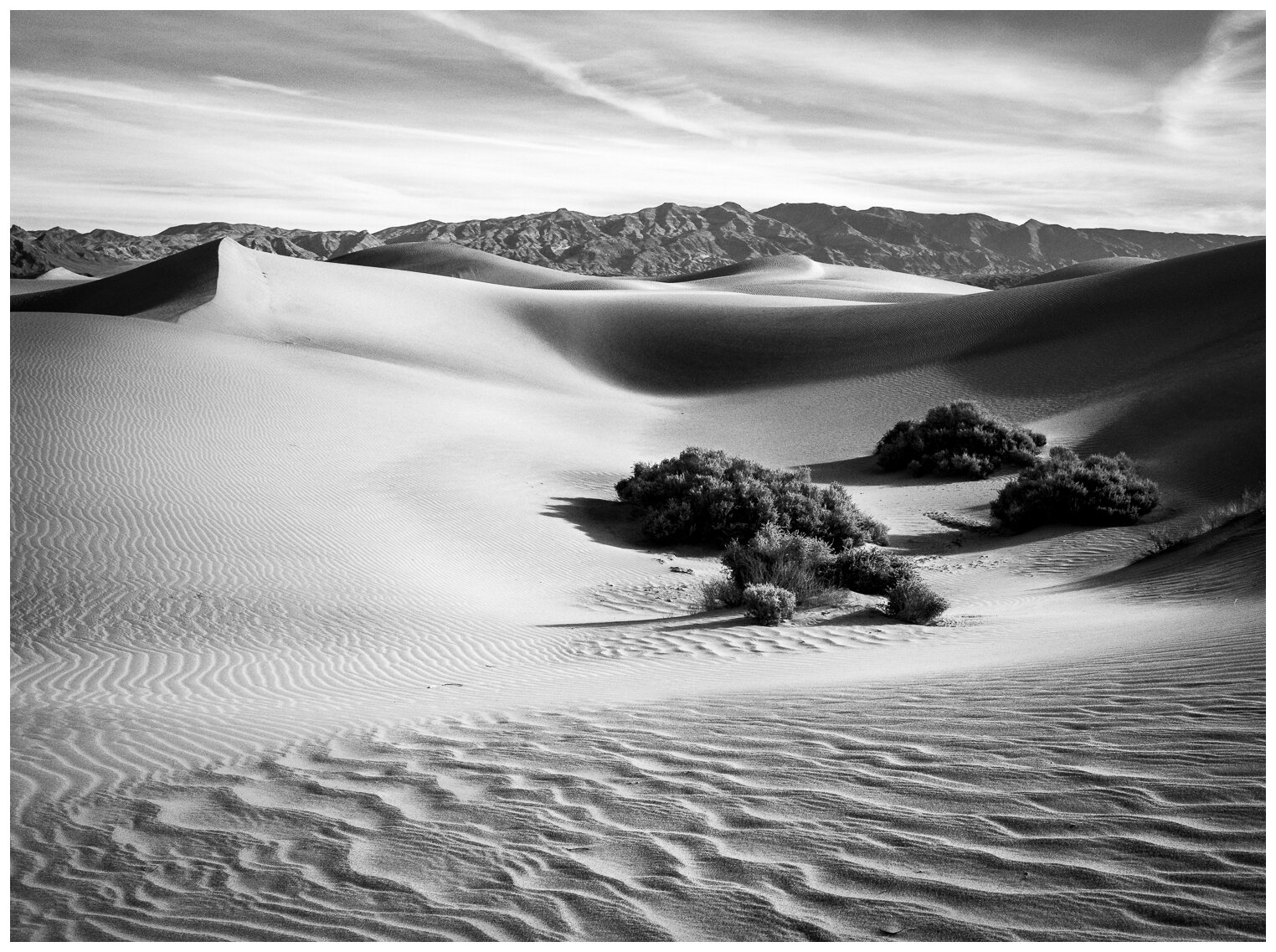 Mesquite Dunes Oasis