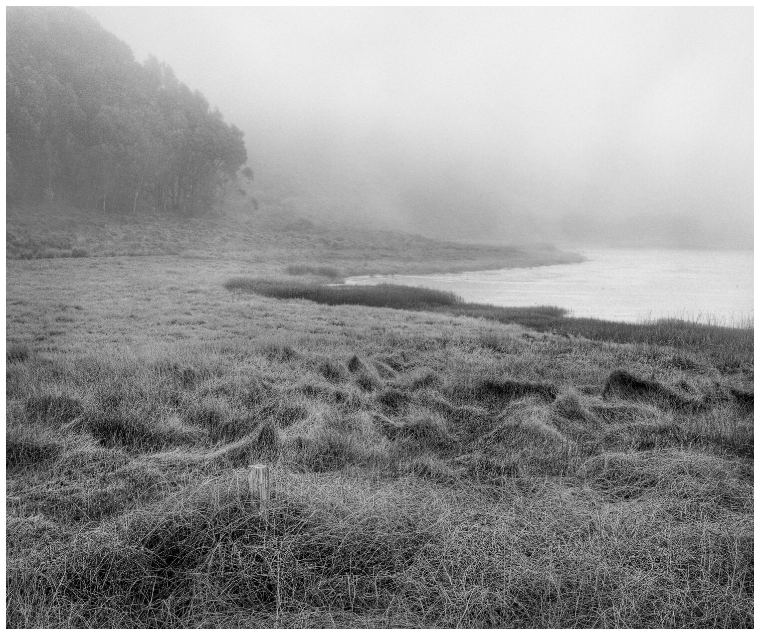Pescadero Marsh Fog