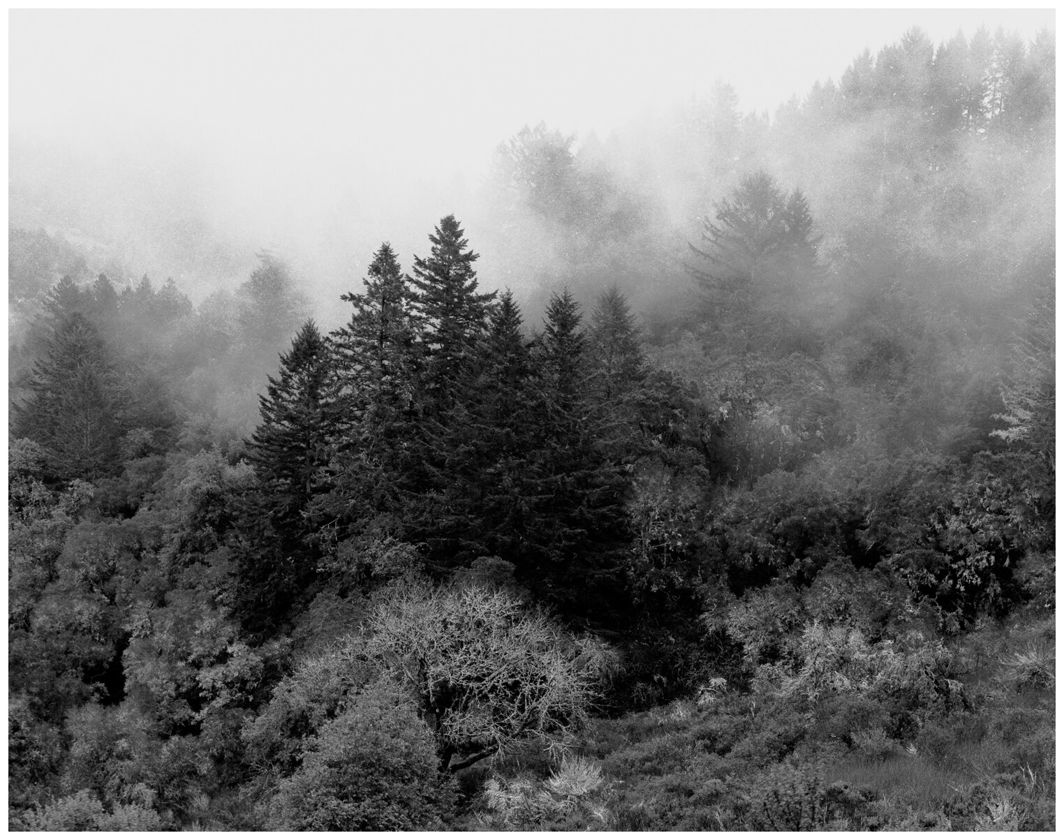 Fog Near Portola Redwoods