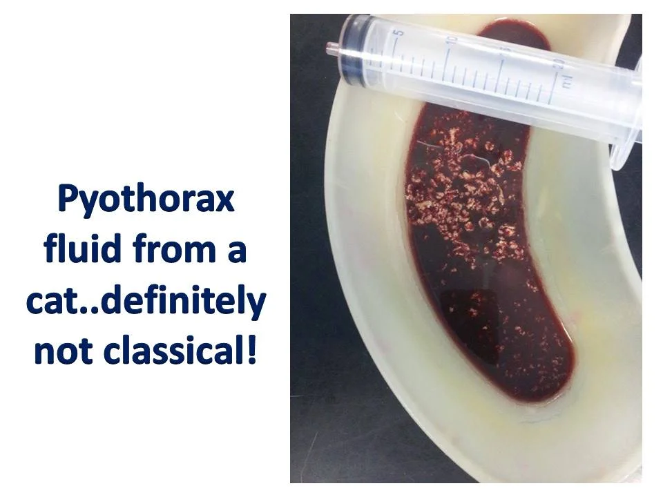 Pyothorax fluid from a cat
