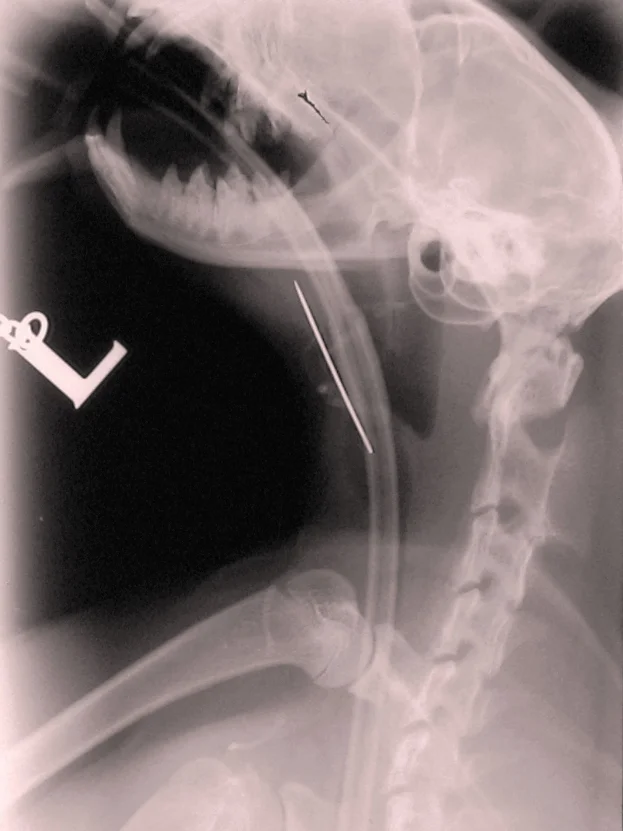 Needle oesophageal foreign body in a cat (Kate Russell)