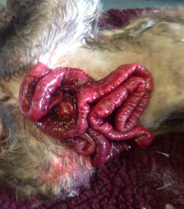 Spay wound dehiscence (Krasimira Bodurova)