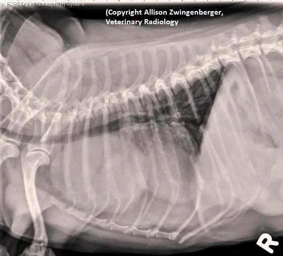 Coughing 10 yo MN Shih Tzu