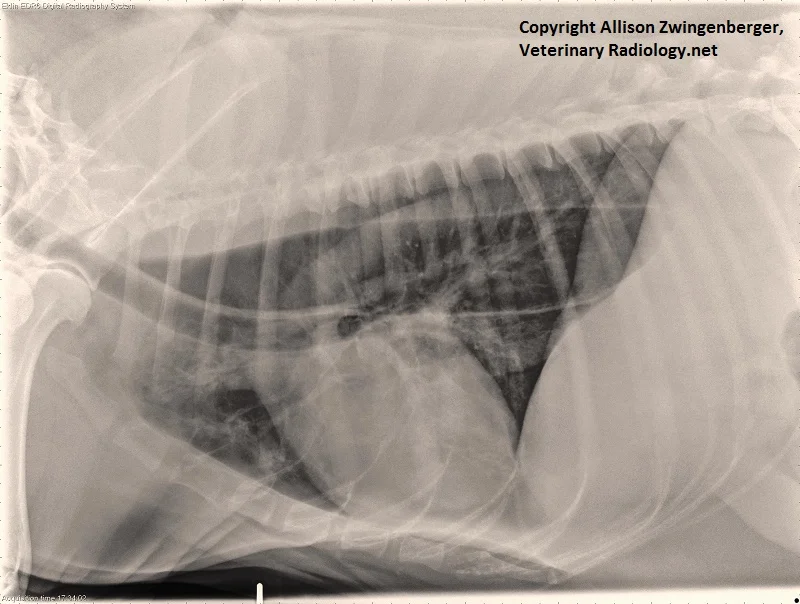 Megaoesophagus and aspiration pneumoniac