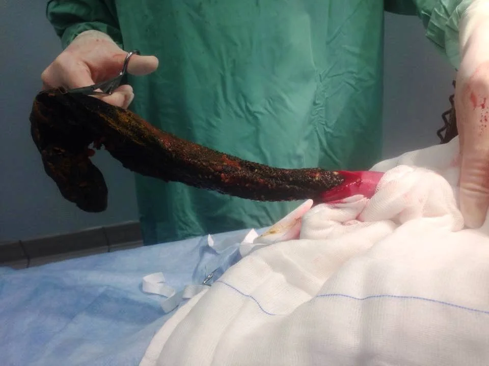 Dog with profuse vomiting and a sock fetish! (Krasimira Bodurova)c