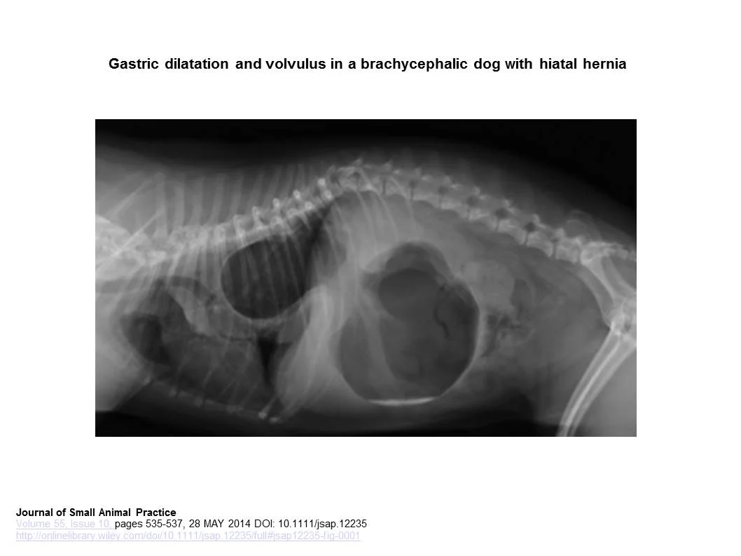 GDV and Hiatal Hernia in a brachycephalic dog