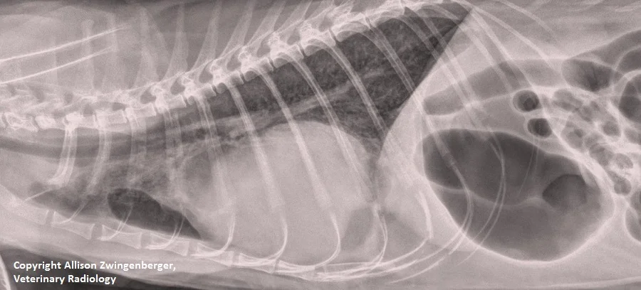 Peritoneopericardial diaphragmatic hernia (PPDH)