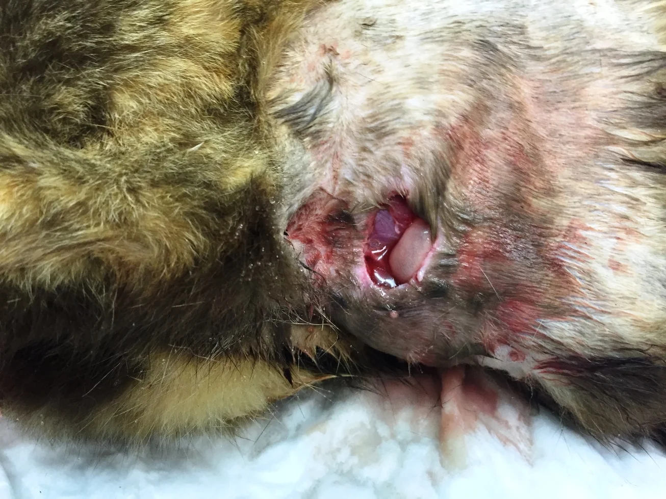 A cat with abdominal wall rupture after being hit by a car.