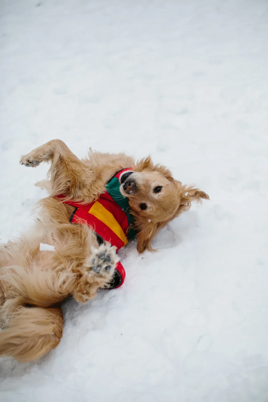 To do your own assessment on Dognition, click here. 