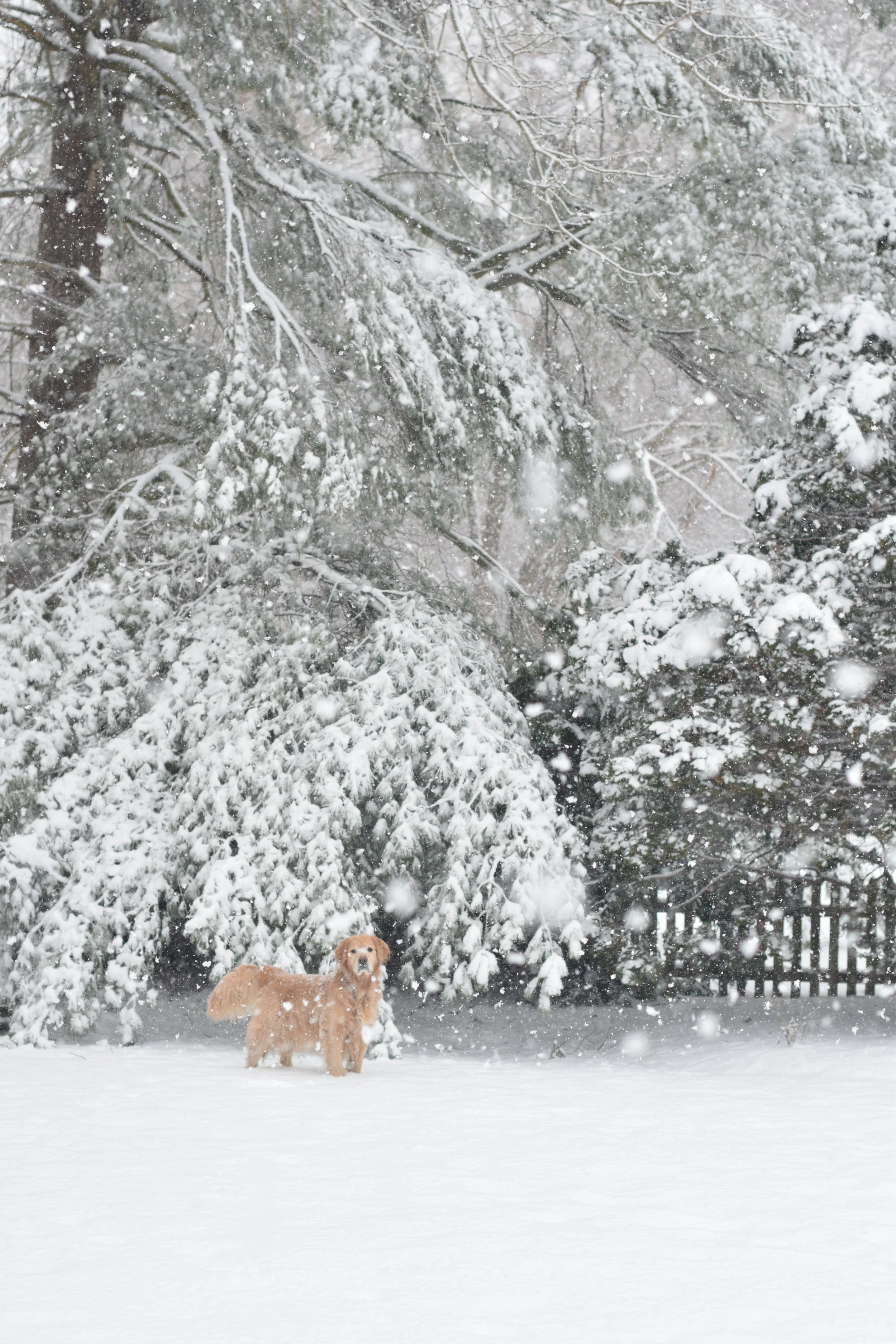 Snow Day
