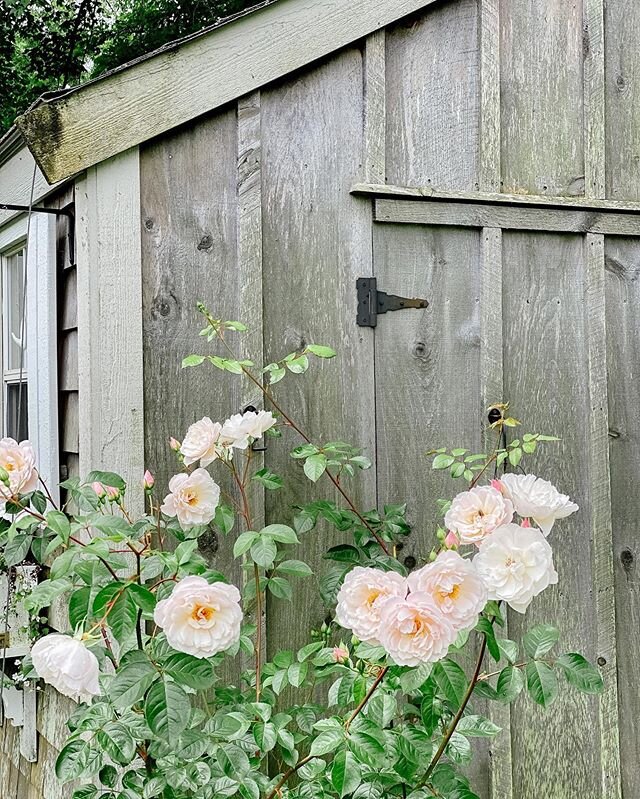 I planted these as little bare root babies just a few years ago in hopes that one day this little shed (turned playhouse for Henry) would be covered in them. This year they are giving me hope that they are up for the challenge. Thanks, roses. Now to 