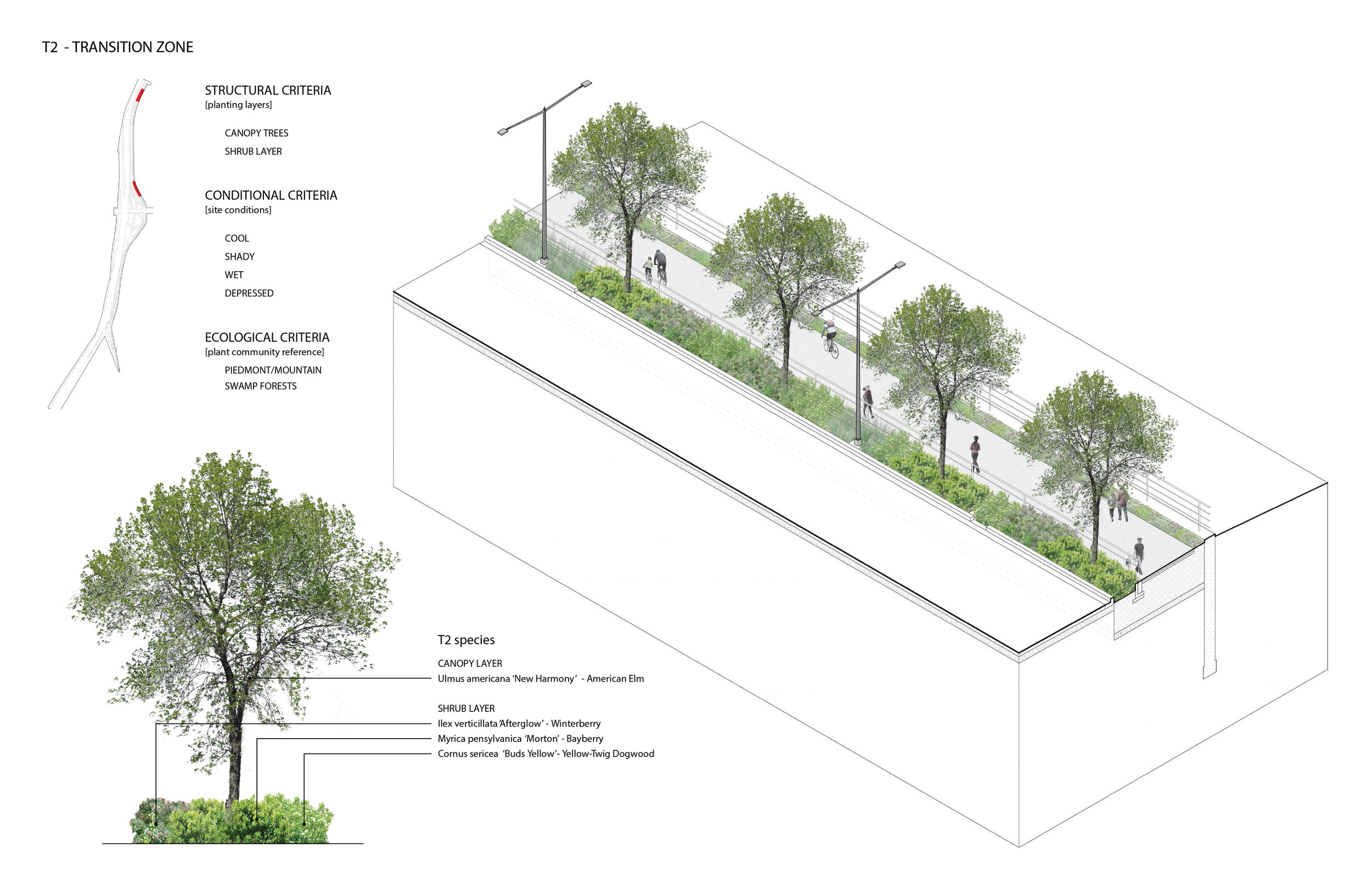 ZONE T2; TRANSITION ZONE: PIEDMONT/ MOUNTAIN SWAMP FOREST