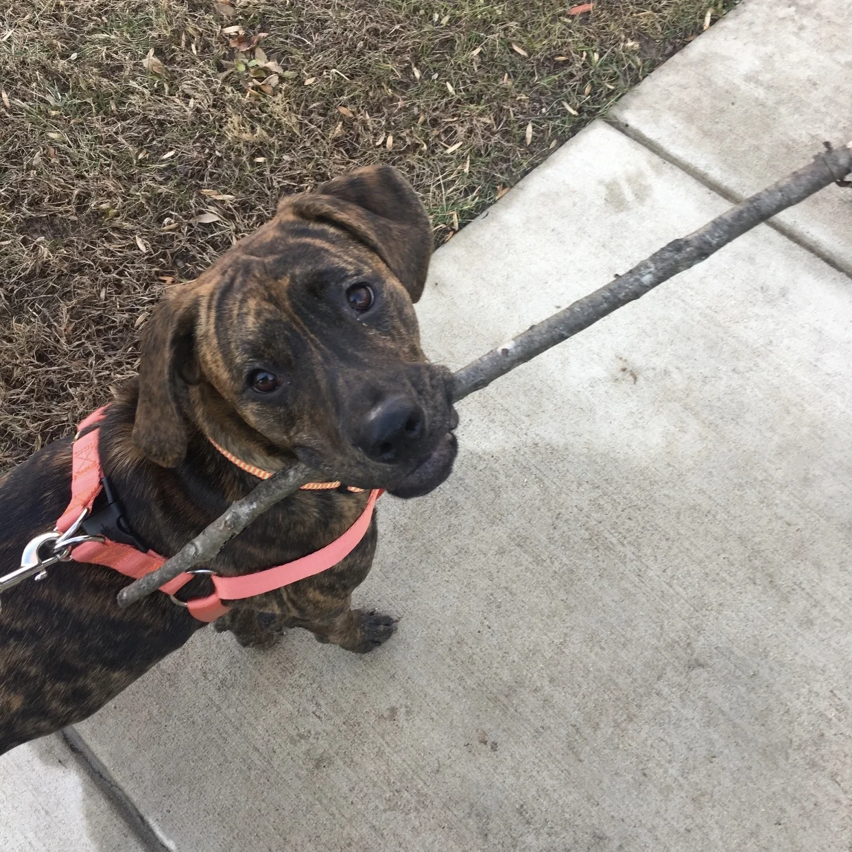 Samoa | loves peanut butter, playing fetch, and chasing squirrels
