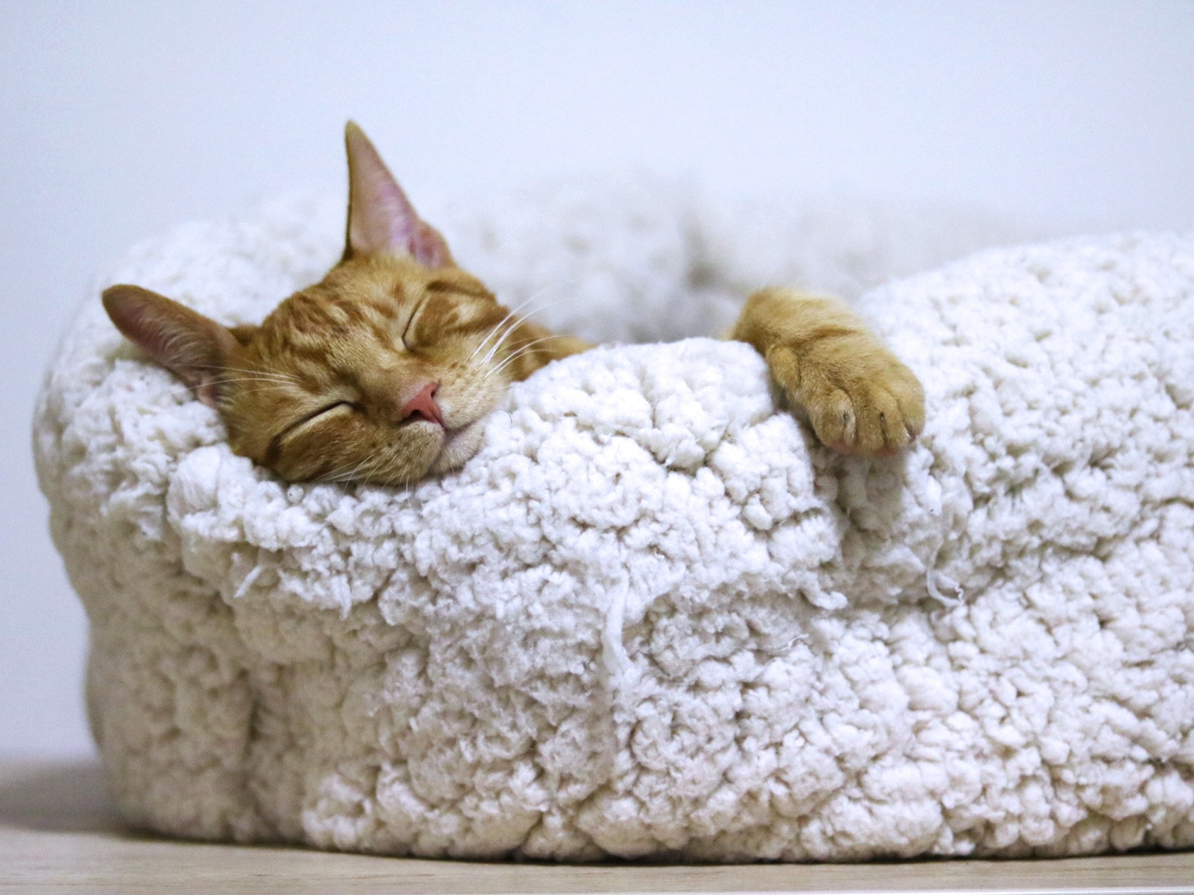cat sleep.jpg