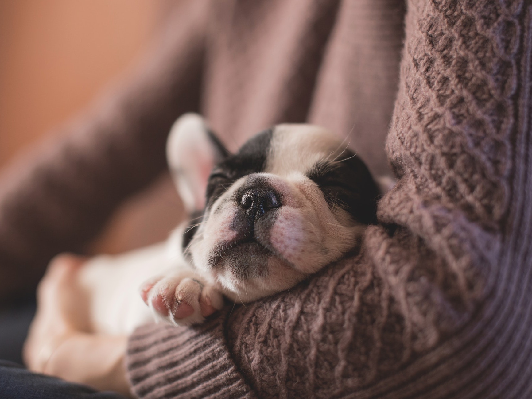 puppy+sleep.jpg