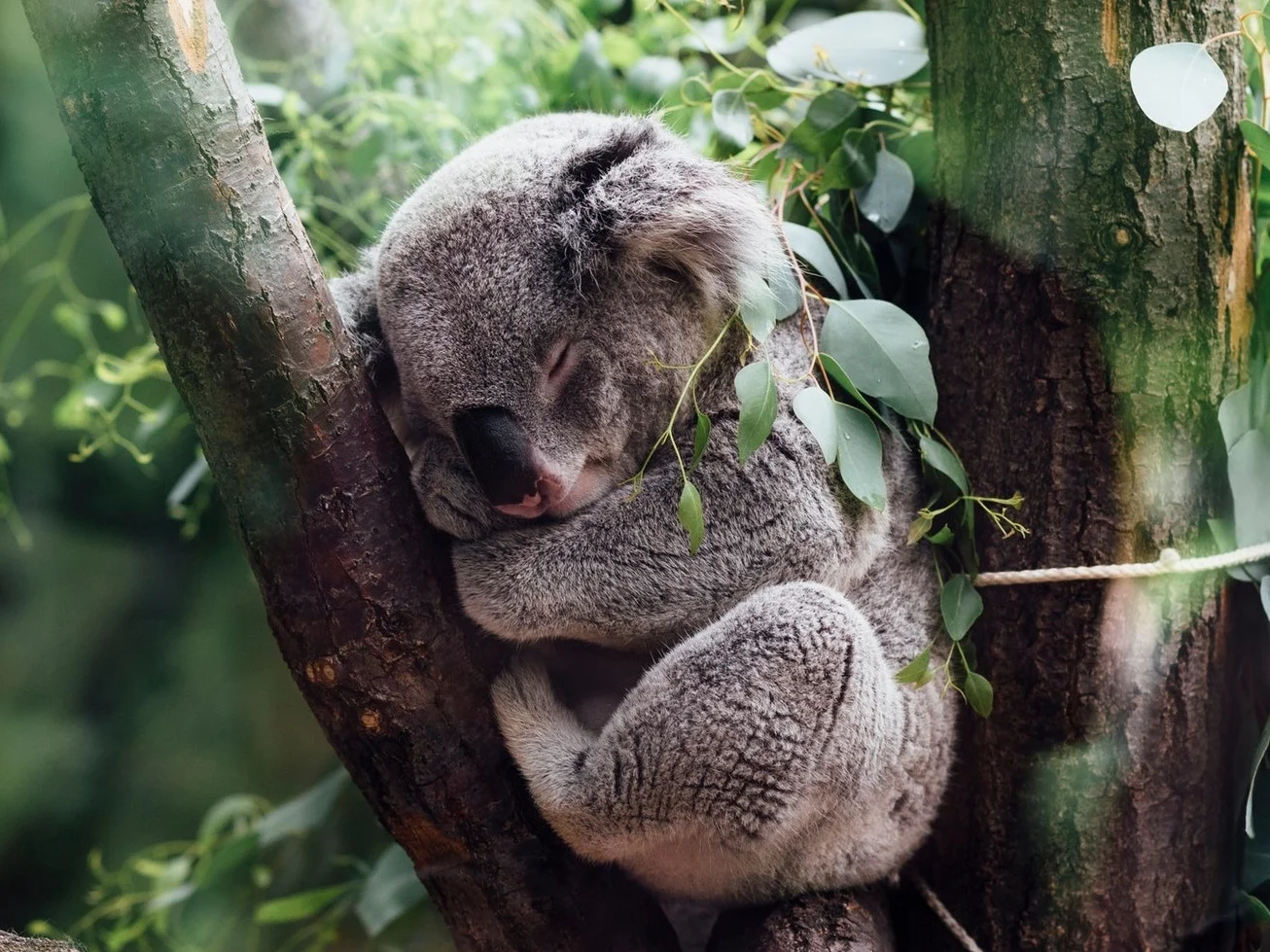 koala%2Bsleep.jpg